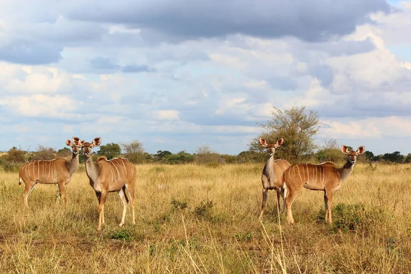 Grosser Kudu Greater Kudu Tragelaphus Strepsiceros —  Fotos de Stock