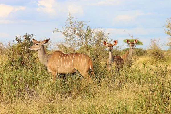 Grosser Kudu Greater Kudu Tragelaphus Strepsiceros — 스톡 사진