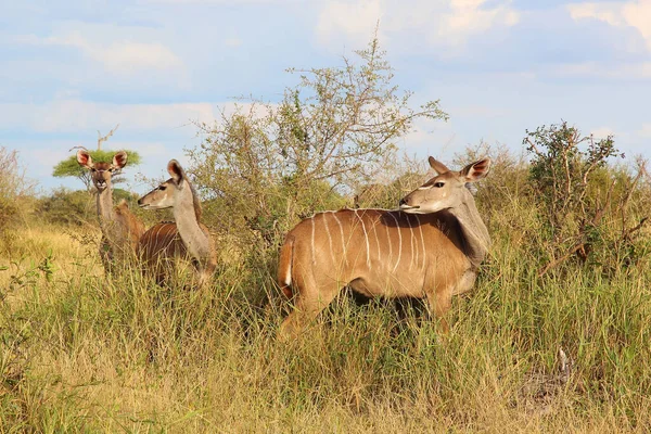 Großer Kudu Großer Kudu Tragelaphus Strepsiceros — Stockfoto