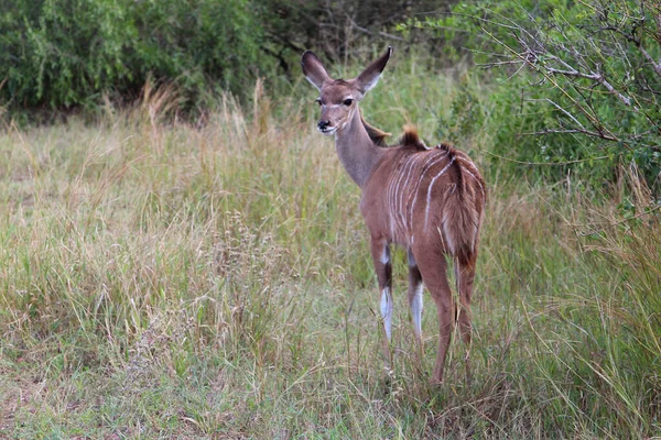 Grosser Kudu Greater Kudu Tragelaphus Strepsiceros — Stock Photo, Image