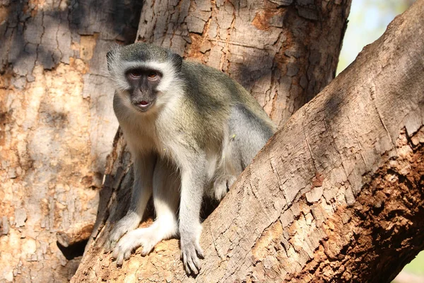 Grüne Erdmännchen Vervet Monkey Cercopithecus Aethiops — Stockfoto