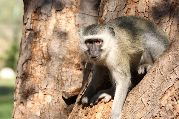 Gruene Meerkatze Vervet Monkey Cercopithecus Aethiops — Stockfoto