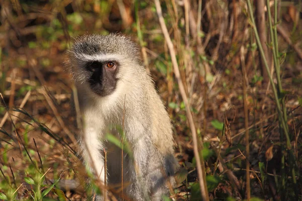 Gruene Meerkatze Vervet Monkey Cercopithecus Aethiops — Fotografia de Stock