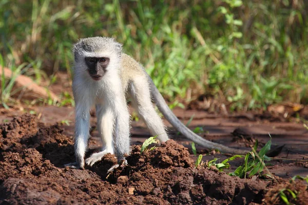 Grüne Erdmännchen Vervet Monkey Cercopithecus Aethiops — Stockfoto