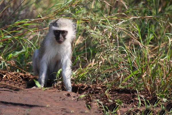 Gruene Meerkatze Singe Vervet Cercopithecus Aethiops — Photo