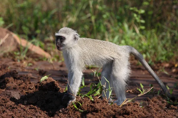 Gruene Meerkatze Vervet Monkey Cercopithecus Aethiops — Zdjęcie stockowe