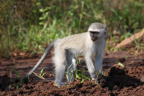 Gruene Meerkatze Vervet Monkey Cercopithecus Aethiops — Foto de Stock