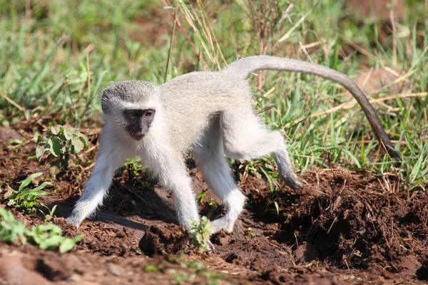 Gruene Meerkatze Vervet Monkey Cercopithecus Aethiops — Fotografia de Stock