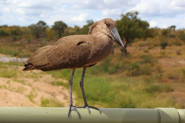 Hammerkopf / Hamerkop / Scopus umbretta