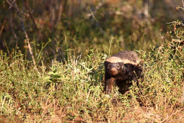 Honigdachs Honey Badger Mellivora Capensis — Stock fotografie