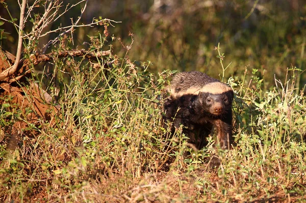 Honigdah Honey Barser Mellivora Capensis — стоковое фото