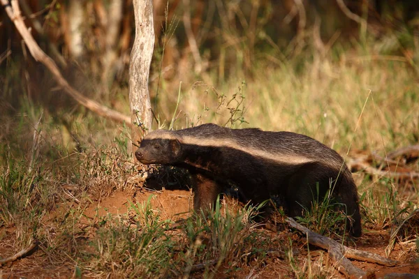 Honey Badger - Mellivora Capensis - South Africa