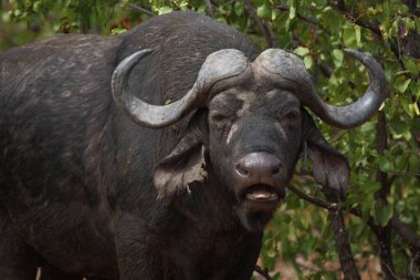 Kaffernbueffel / Afrikalı bufalo / Syncerus caffer