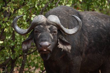 Kaffernbueffel / Afrikalı bufalo / Syncerus caffer