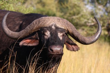 Kaffernbueffel / Afrikalı bufalo / Syncerus caffer