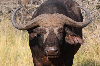 Kaffernbueffel / Afrikalı bufalo / Syncerus caffer