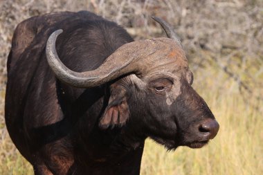 Kaffernbueffel / Afrikalı bufalo / Syncerus caffer