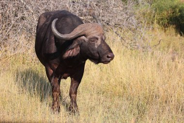 Kaffernbueffel / Afrikalı bufalo / Syncerus caffer