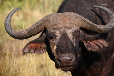 Kaffernbueffel / Afrikalı bufalo / Syncerus caffer