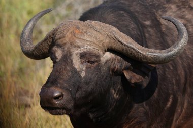 Kaffernbueffel / Afrikalı bufalo / Syncerus caffer