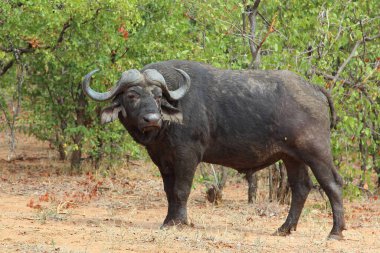 Kaffernbueffel / Afrikalı bufalo / Syncerus caffer