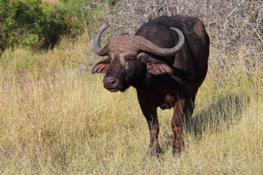 Kaffernbueffel / Afrikalı bufalo / Syncerus caffer