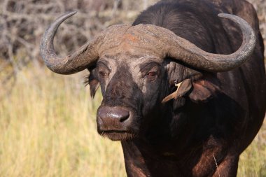 Kaffernbueffel und Rotschnabel-Madenhacker / African buffalo ve Red-bill oxpecker / Syncerus caffer et Buphagus erythrorhynchus