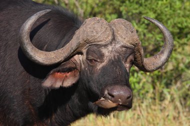 Kaffernbueffel und Rotschnabel-Madenhacker / African buffalo ve Red-bill oxpecker / Syncerus caffer et Buphagus erythrorhynchus
