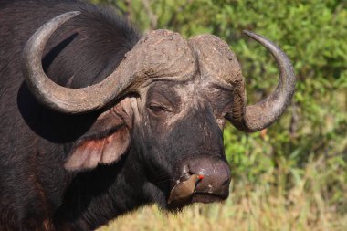 Kaffernbueffel und Rotschnabel-Madenhacker / African buffalo ve Red-bill oxpecker / Syncerus caffer et Buphagus erythrorhynchus
