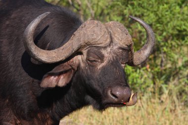 Kaffernbueffel und Rotschnabel-Madenhacker / African buffalo ve Red-bill oxpecker / Syncerus caffer et Buphagus erythrorhynchus