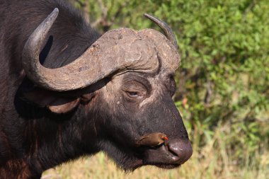 Kaffernbueffel und Rotschnabel-Madenhacker / African buffalo ve Red-bill oxpecker / Syncerus caffer et Buphagus erythrorhynchus