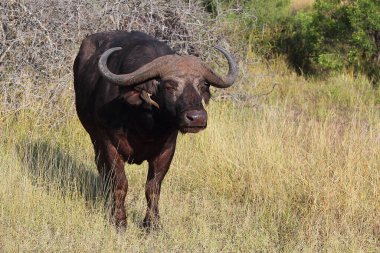 Kaffernbueffel und Rotschnabel-Madenhacker / African buffalo ve Red-bill oxpecker / Syncerus caffer et Buphagus erythrorhynchus