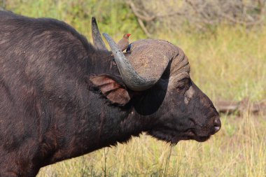 Kaffernbueffel und Rotschnabel-Madenhacker / African buffalo ve Red-bill oxpecker / Syncerus caffer et Buphagus erythrorhynchus
