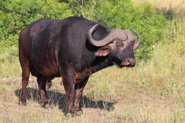 Kaffernbueffel und Rotschnabel-Madenhacker / African buffalo ve Red-bill oxpecker / Syncerus caffer et Buphagus erythrorhynchus