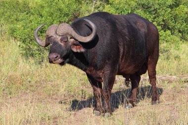 Kaffernbueffel und Rotschnabel-Madenhacker / African buffalo ve Red-bill oxpecker / Syncerus caffer et Buphagus erythrorhynchus