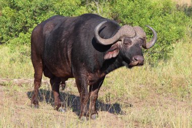 Kaffernbueffel und Rotschnabel-Madenhacker / African buffalo ve Red-bill oxpecker / Syncerus caffer et Buphagus erythrorhynchus