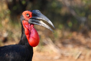 Kaffernhornrabe / Southern ground hornbill / Bucorvus leadbeateri