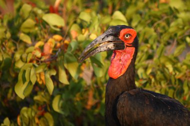 Kaffernhornrabe / Southern ground hornbill / Bucorvus leadbeateri
