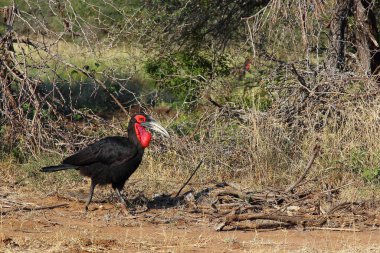 Kaffernhornrabe / Southern ground hornbill / Bucorvus leadbeateri