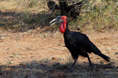 Kaffernhornrabe / Southern ground hornbill / Bucorvus leadbeateri