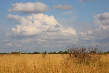 Krueger Parkı - Afrikanischer Busch / Kruger Parkı - Afrika çalı /