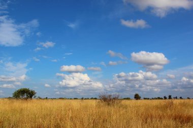 Krueger Parkı - Afrikanischer Busch / Kruger Parkı - Afrika çalı /