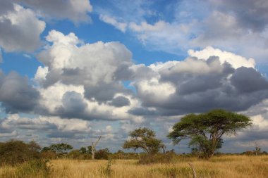 Krueger Parkı - Afrikanischer Busch / Kruger Parkı - Afrika çalı /