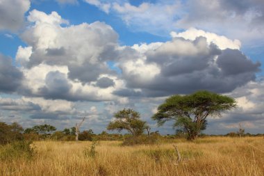 Krueger Parkı - Afrikanischer Busch / Kruger Parkı - Afrika çalı /