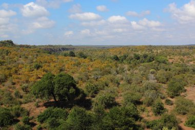 Krueger Parkı - Afrikanischer Busch / Kruger Parkı - Afrika çalı /