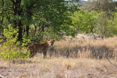 Leopard / Leopard / Panthera pardus