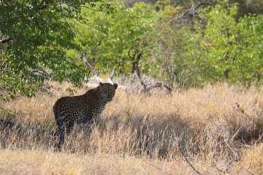 Leopard / Leopard / Panthera pardus