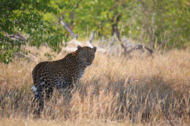 Leopard / Leopard / Panthera pardus