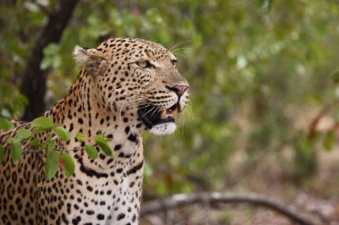 Leopard / Leopard / Panthera pardus