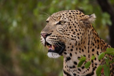 Leopard / Leopard / Panthera pardus